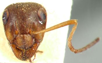 Media type: image; Entomology 28815   Aspect: head frontal view